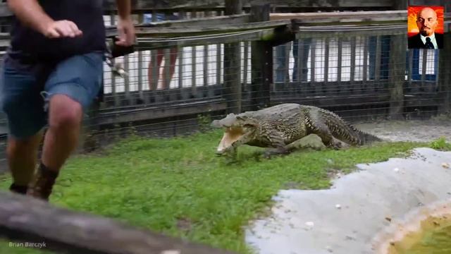 Аллигатор в деле. Удивительнй хищник, которого путают с крокодилом. Аллигатор пр