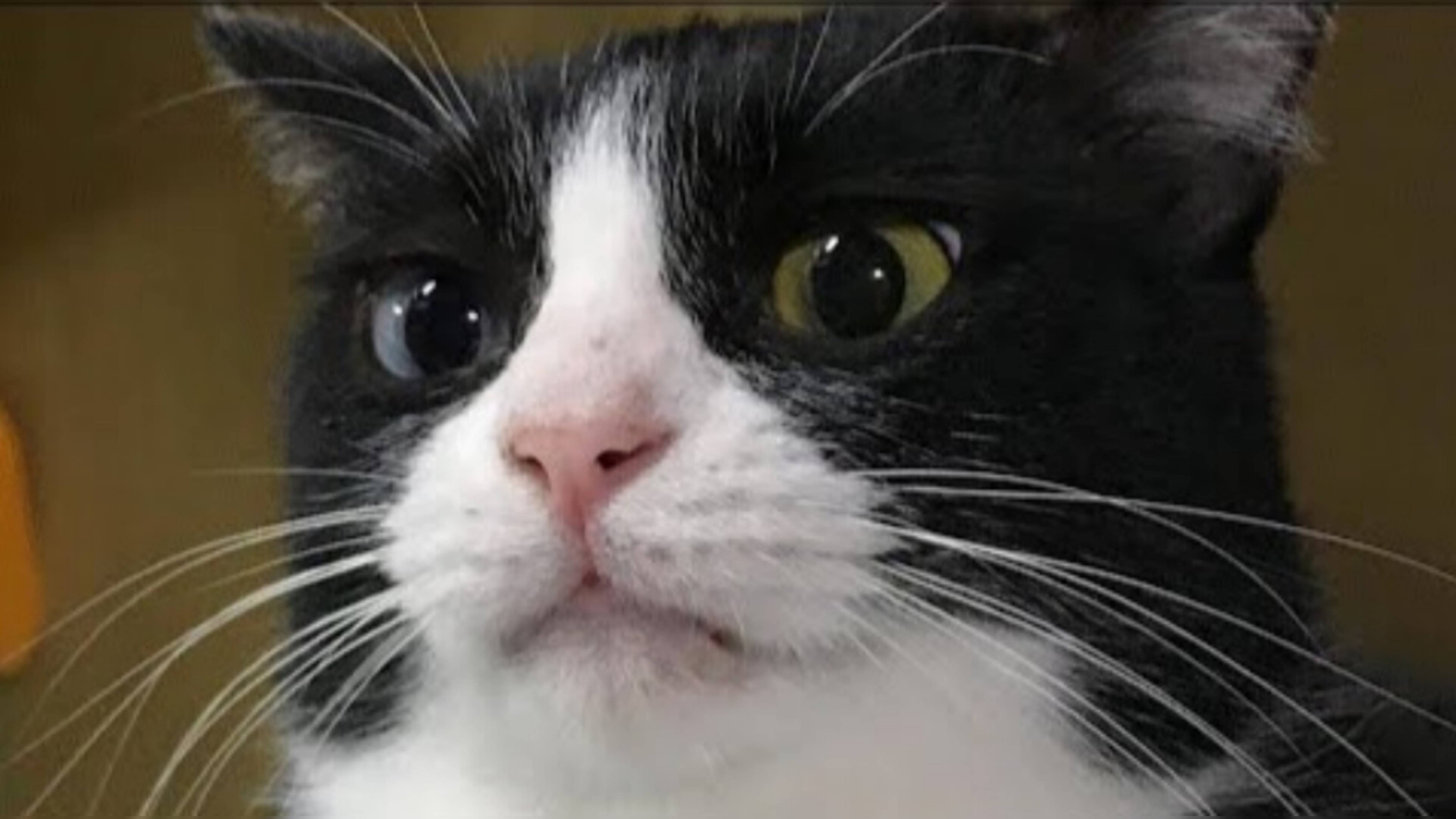 😹ПРИКОЛЫ С КОТАМИ😹 СМЕШНЫЕ КОТЫ И СОБАКИ🐶😹 СМЕШНОЕ ВИДЕО С ЖИВОТНЫМИ, ЮМОР #12