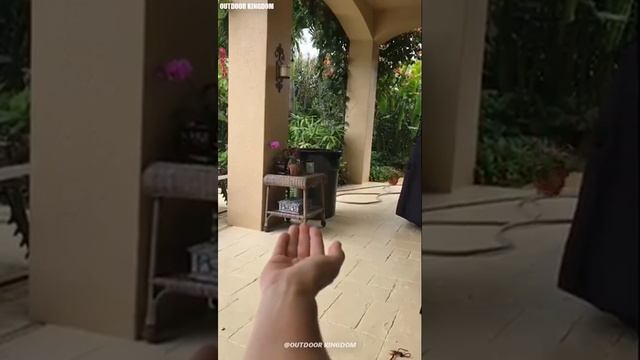 ПОПРОБУЙ НЕ ЗАСМЕЙСЯ ЧЕЛЛЕНДЖ! ЛУЧШИЕ ПРИКОЛЫ ПРО ПТИЦ! ПОПУГАЕВ! ДО СЛЕЗ😂😂