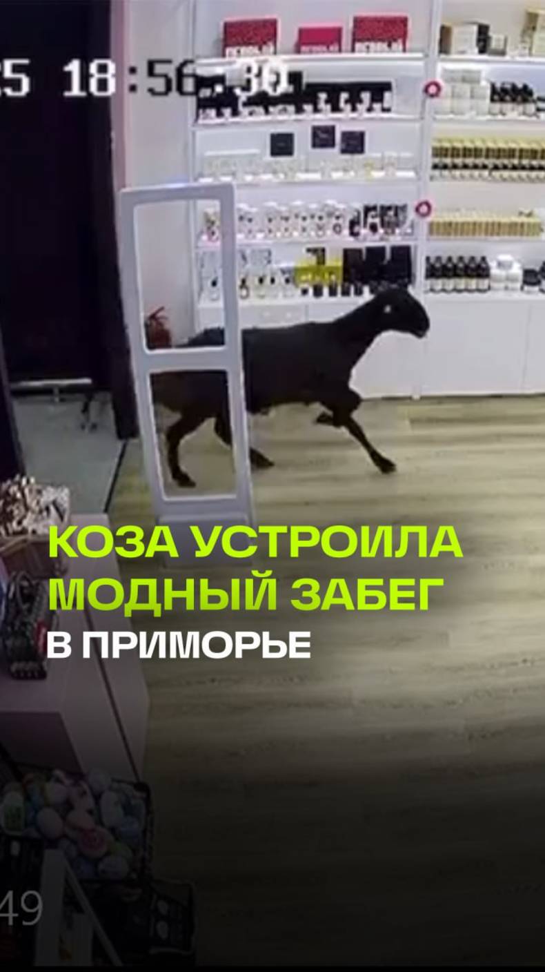 В Приморье неожиданная гостья — коза — влетела в бьюти-лавку. Только зачем?