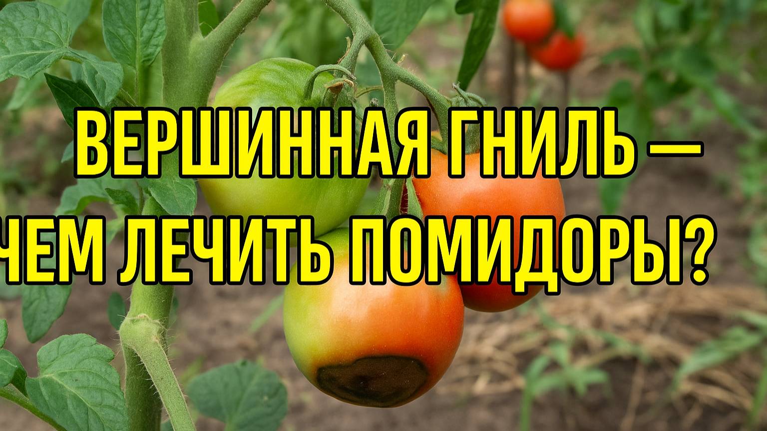 Вершинная гниль на помидорах: как лечить и чем опрыскивать