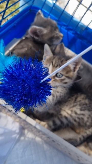 Игривый котенок в добрые руки