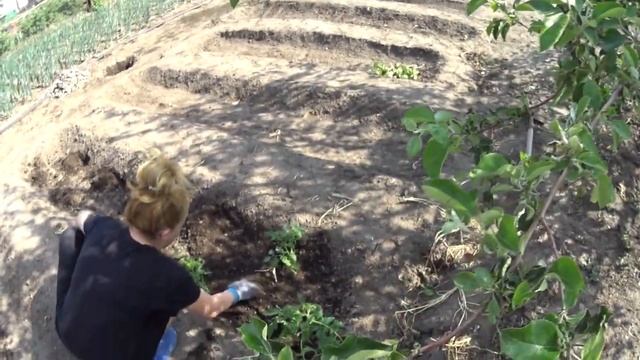 ЗАКОНЧИЛИСЬ ДОЖДИ!!РАСТЯГИВАЮ ПОЛИВ!!ПОСАДИЛИ РОЗОВЫЕ ПОМИДОРЫ!!ДОДЕЛАЛ ГРЯДКИ!!ОПЯТЬ ПРОПОЛКА!!