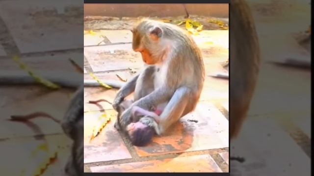 Чем так не угодил  Baby monkey  своей матери...  1000007926.mp4
