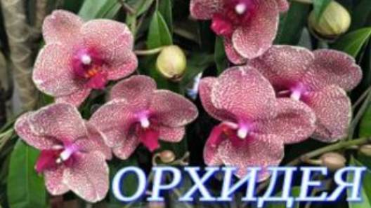 №1082/ ОБЗОР красивых ОРХИДЕЙ в маг. ОРХИДЕЯ