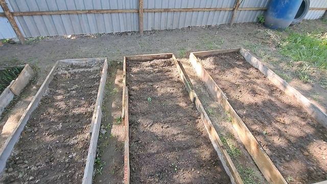 Пион и климатис.Сад огород.