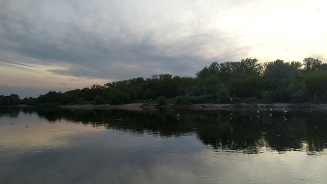 Чайки на Оке