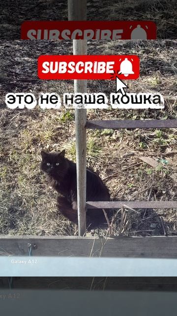 обычная чёрная кошка