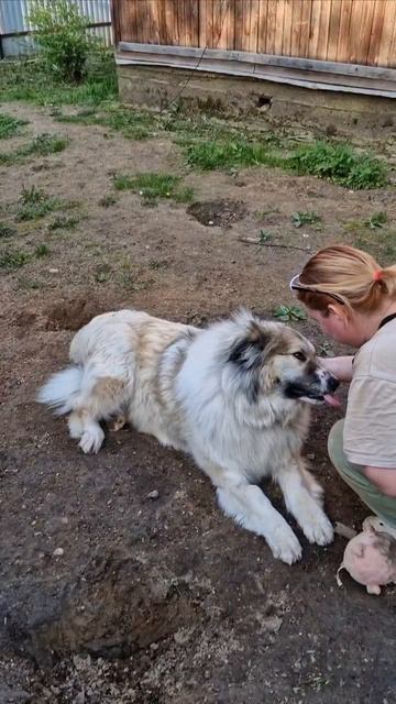 25-05-2025 Симба, Якутская болтушка