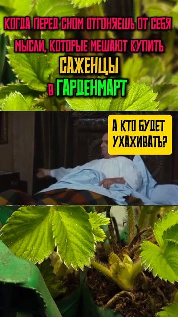 🌱 Предупреждаем: ничто не должно стоять между вами и саженцами Гарденмарт! #Гарденмарт_юмор