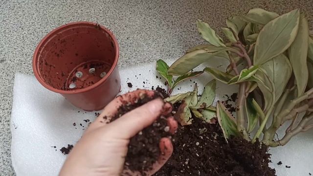 Водопад в Цветочном горшке😠Листопад продолжается.Се