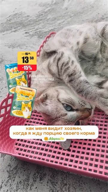 Когда пушистик лежит, будто весь мир ему должен…