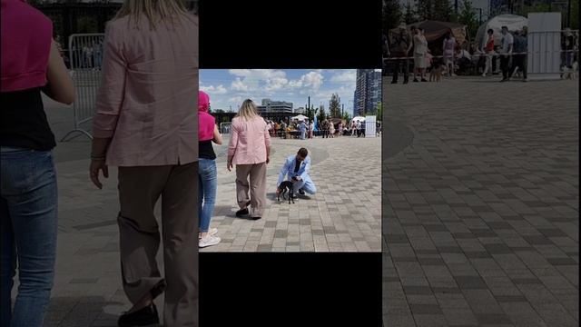 НАЦИОНАЛЬНАЯ ВЫСТАВКА ВСЕХ ПОРОД ранга САС ЧРКФ "МАЙСКИЙ ГРОМ" 24.05.2024, г. Москва.