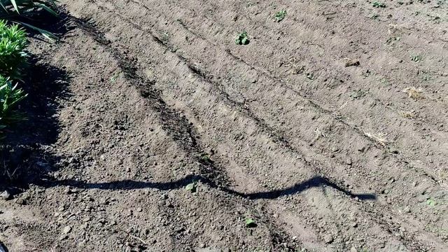Маки зацвели