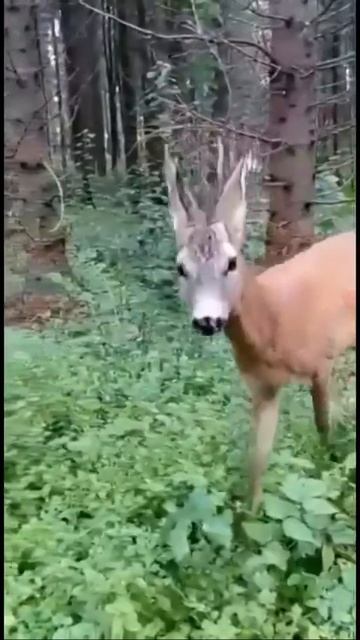 🦌БОРЗОЙ ОЛЕНЬ 🦌