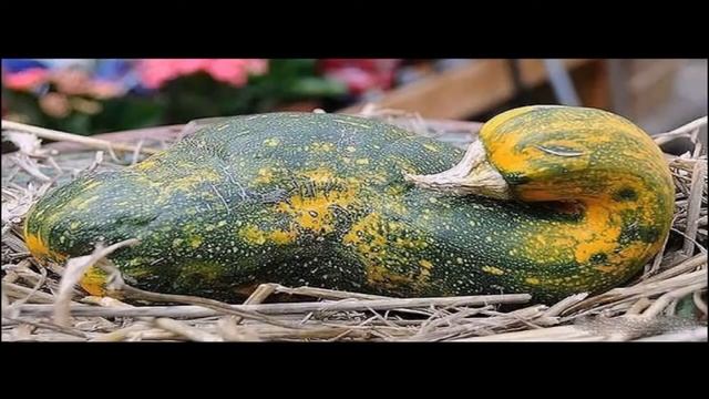 НЕВЕРОЯТНЫЕ ПРИКОЛЫ ОТ ПРИРОДЫ!