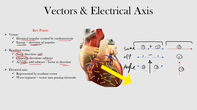 4.Vectors & Electrical Axis