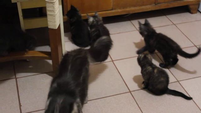 Смешные Котята Мейн-Куны играют Кошка мама и котята Kittens main coon
