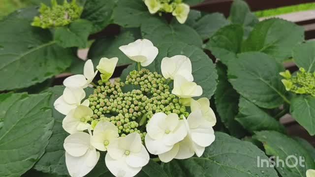 Libelle крупнолистная гортензия 🌺🌿😍