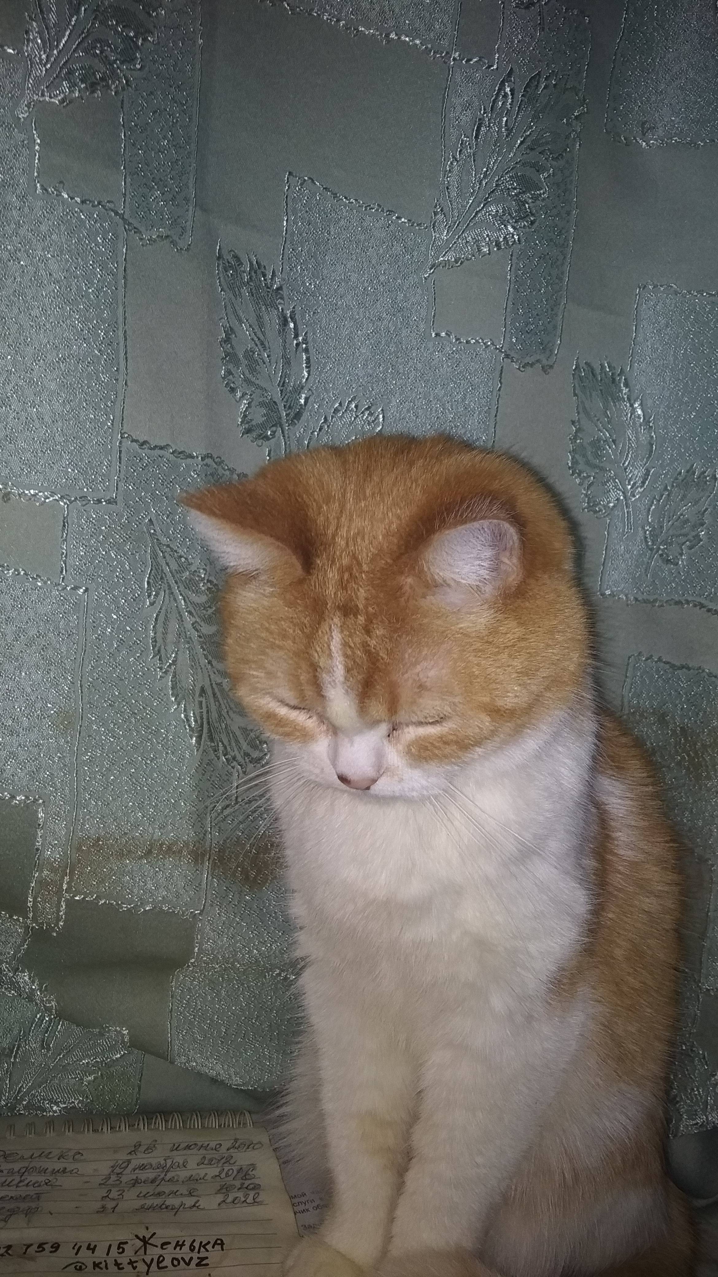 Без кота и жизнь не та...