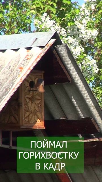 Поймал горихвостку в кадр