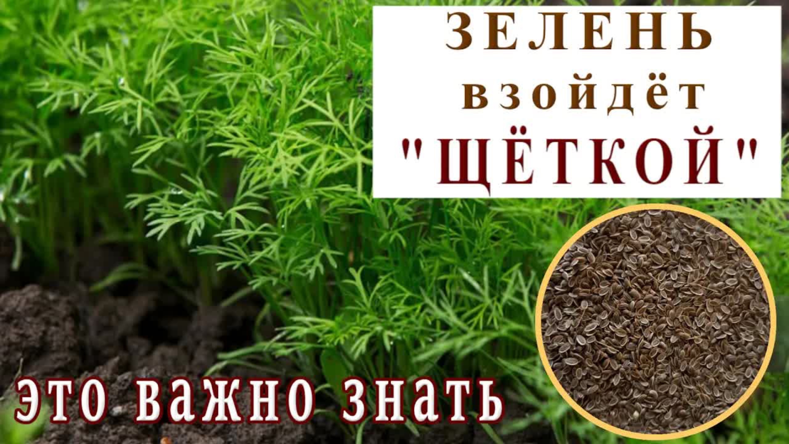 🥬УКРОП, ПЕТРУШКА, БАЗИЛИК, МОРКОВЬ🥕ВСЯ ЗЕЛЕНЬ ВЗОЙДЁТ "ЩЁТКОЙ"🥬Как посеять и получить быстрые всх