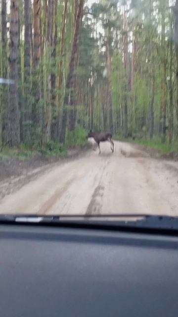 Вот так всреча! Лось на дороге