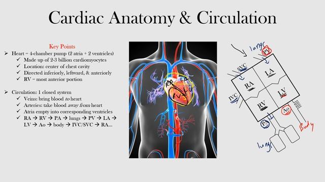 1.Cardiac Anatomy and Circulation