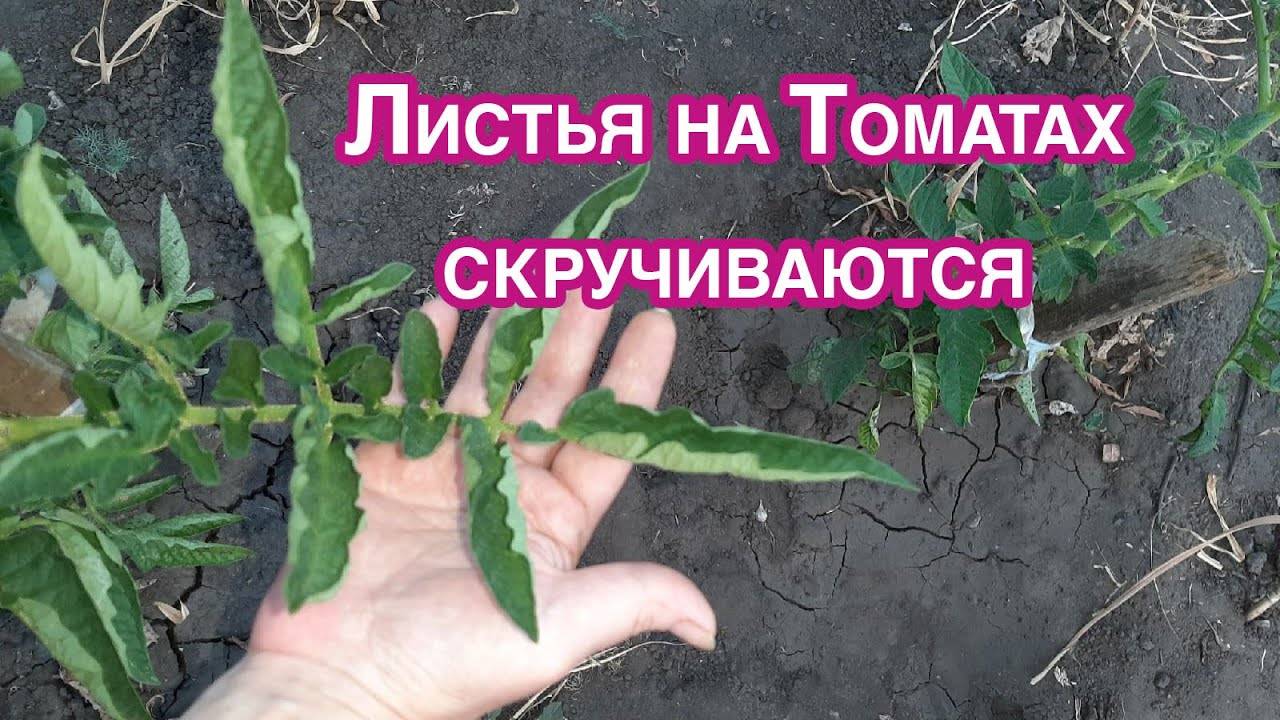 Срочно Листья на томатах Свернулись Избавляемся от проблемы и причины появления.