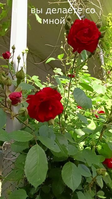 Что вы делаете со мной🌹🌹🌹😘