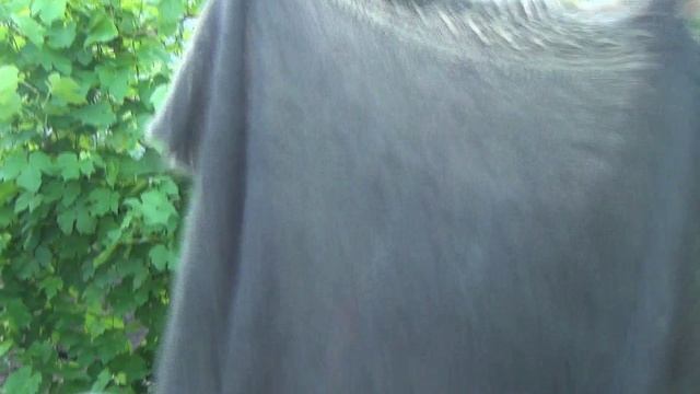 89507716355 Платочки и косынки из козьего пуха для здоровья и тепла.. Натуральные.