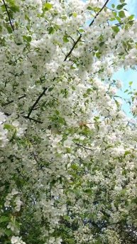 Весна 2025#чайковский