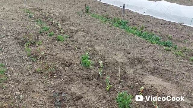 Наши 8,4 сотки 🏡Одна на участке 🤷♀️Высадила эустому и гладиолусы.Посеяла тыкву.