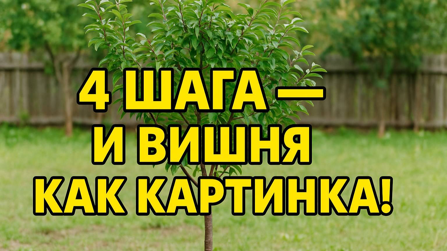 Как обрезать запущенную вишню и вернуть ей форму — пошагово