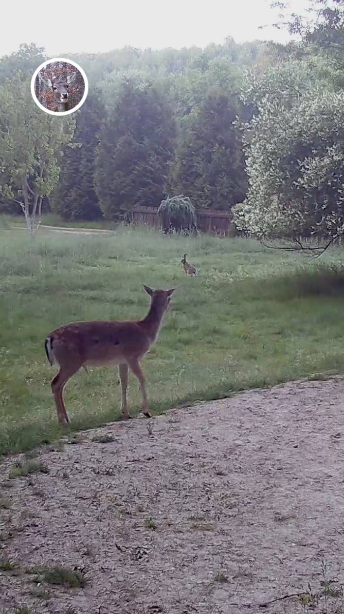 лани напугали зайца #лань #животные #deervader