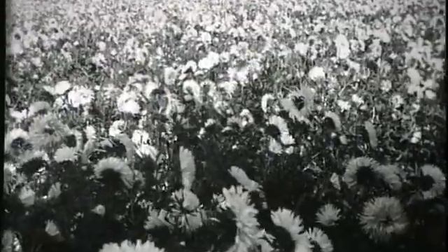 МАРИЯ КОДРЯНУ - "Цвети, земля моя"___Maria Codreanu - Blossom, my Land