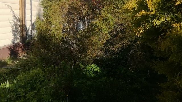 VID_20250525_073022.mp4