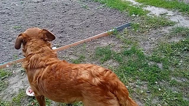 Рыжий пёсик Соболек!🐕🦮🐶