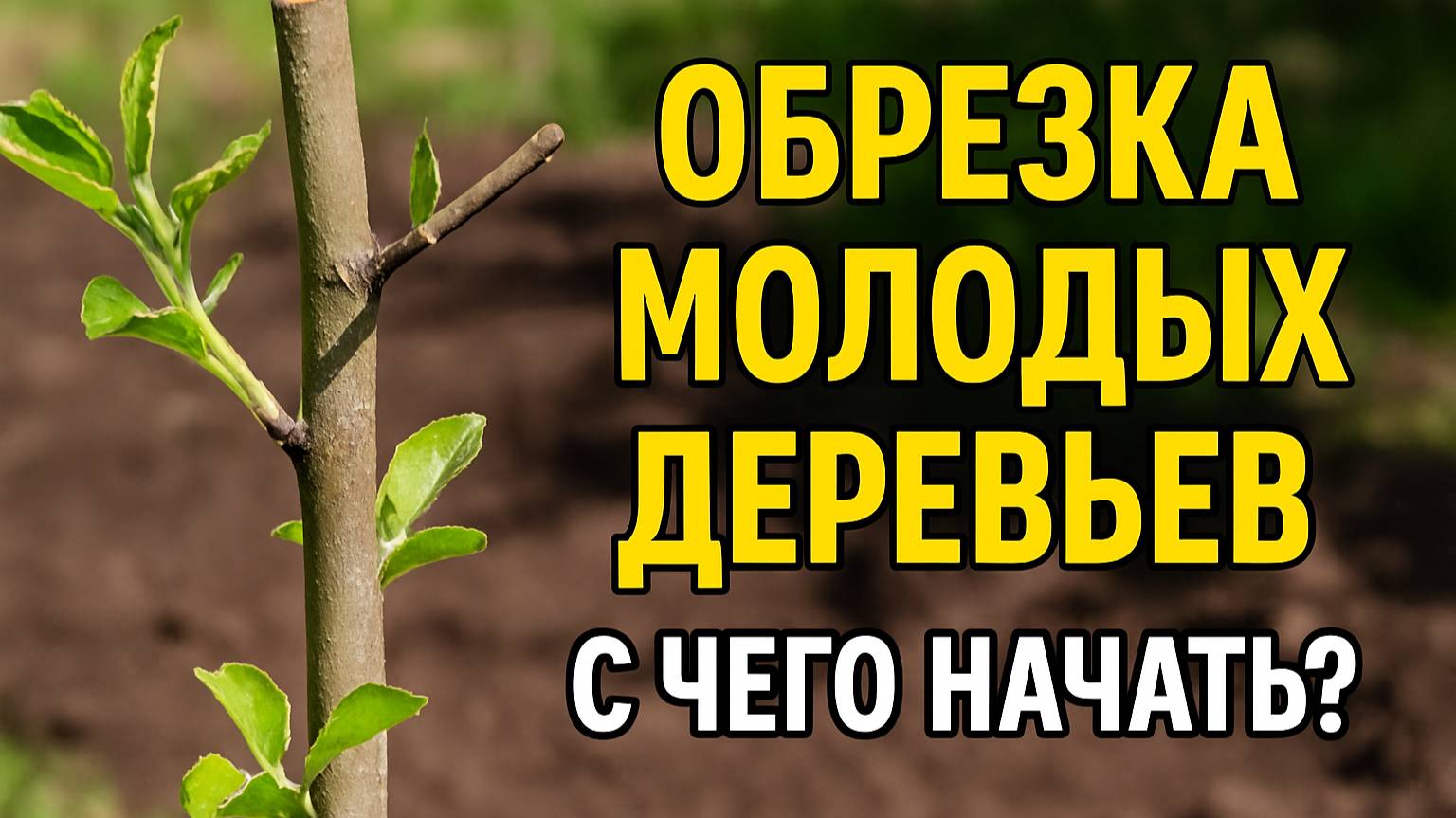 Обрезка молодых деревьев: простые правила для начинающих