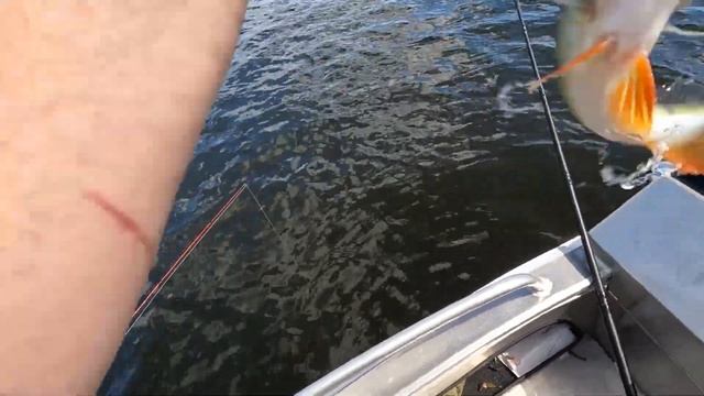 Окунь на Чудском озере . Рыбалка с папой.