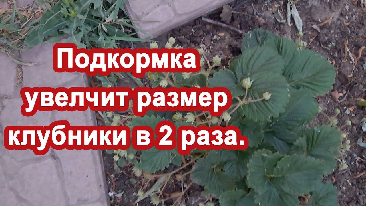 Эта подкормка увеличит размер клубники. Вносим в Мае, прет прямо на глазах. Натураьная подкормка.