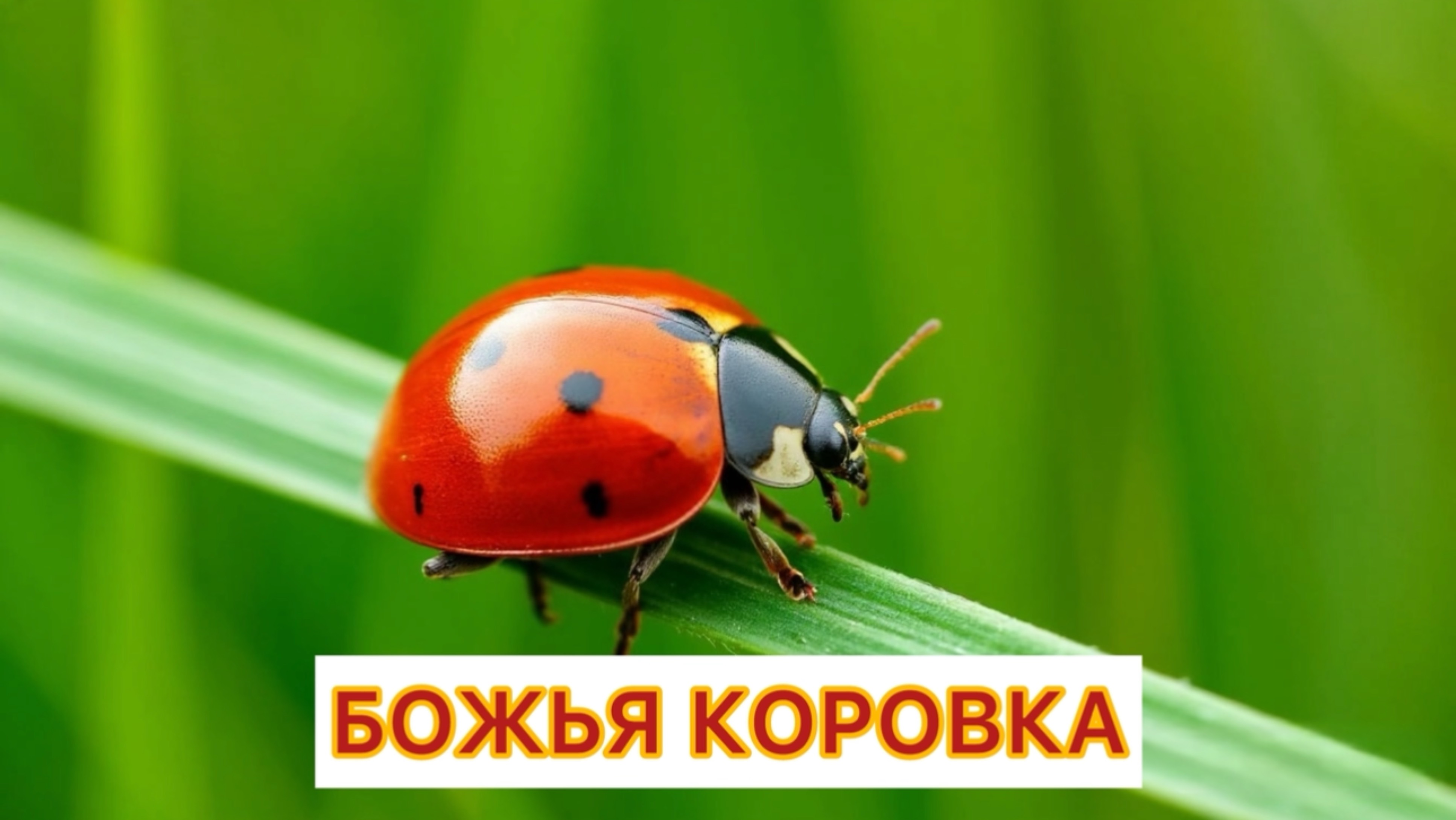Божья коровка удивительные факты, как она живет