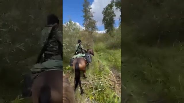 Природа. Лошади. Горы