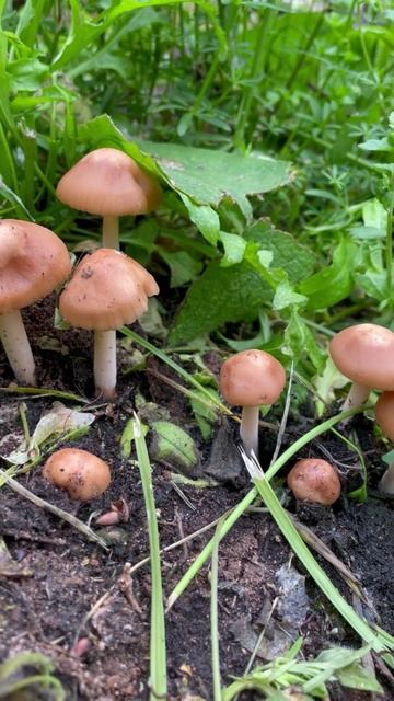 луговой негниючник #garden #растения #flowers #природа #грибы