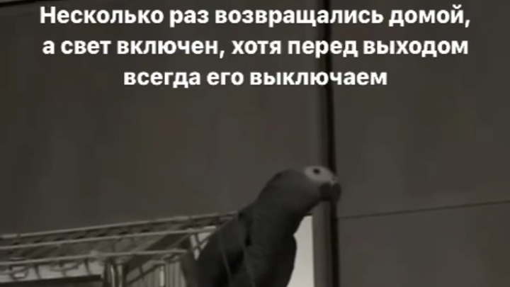 Один попугай из России научился включать свет через умную колонку😁👍