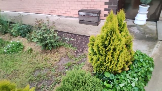 Кубань. Май. Птицы и коты.