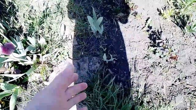 Воскресный влог. Меня перекосило. И огород тоже есть. Расстройство с носком.