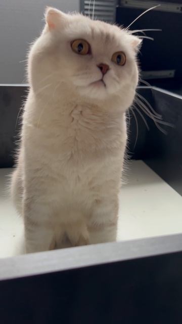 Мой котик 😸👍
