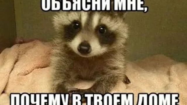 еноты и морские свинки