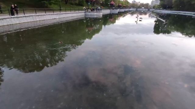 Утки прилетели в парк Динамо